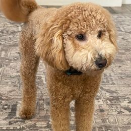 Finley - Goldendoodle