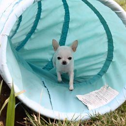 Chihuahua Puppies from Spunkypaws Chihuahuas
