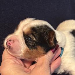 Eli - Parti male Yorkshire Terrier puppy in Wagoner, Oklahoma from Rosenthal Yorkies
