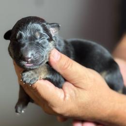 Girl 2 - Black and tan female German Shepherd puppy in Barnhart, Missouri from Combat Creek German Shepherds