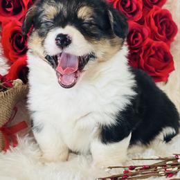 Coco - Black and tan female Pembroke Welsh Corgi puppy in Muldrow, Oklahoma from Dean’s Rustic Ranch Corgis and Horses