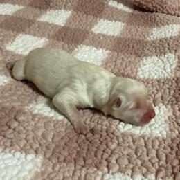 Chloe - White female American Eskimo Dog puppy in Westwego, Louisiana from Connie's American Eskimo Dogs and Mini Australian Shepherd Dogs
