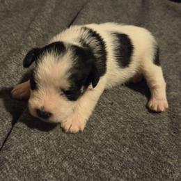 Rocky - Parti male Miniature Schnauzer puppy in Elgin, Iowa from Firefly Stables
