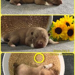 Brook - Red and white female Siberian Husky puppy in Canton, Ohio from Bleu Skies Siberian Huskies