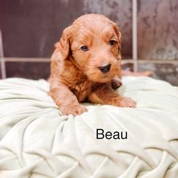 Beau - Apricot male Goldendoodle puppy in Pasco, Washington from Camp Doodle Woods