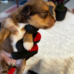 Apollo - Salt and pepper male Miniature Schnauzer puppy in Menifee, California from Moonshine’s Minis