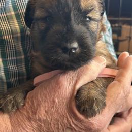 Ellie (pink collar) - Wheaten female Soft Coated Wheaten Terrier puppy in Cody, Wyoming from Yellowstone Breeders