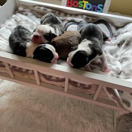 Boston Terrier Puppies from Angie's Little Bostons