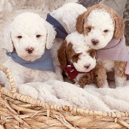 Goldendoodle and Poodle Puppies from Doodle Puppy Parti