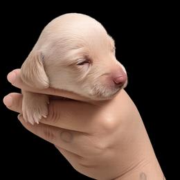 Little Luna - Dapple female Dachshund puppy in Los Angeles, California from One Love Doxies