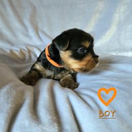 Miles - Black and gold male Yorkshire Terrier puppy in Nitro, West Virginia from Kathryn's Yorkies