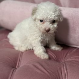 Boy 2 - Parti male Poodle puppy in Fredericktown, Missouri from Doodle Pups Fur-Ever