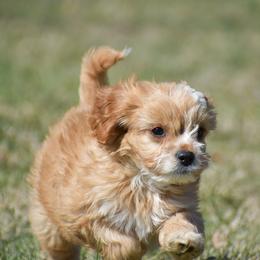 Jack - Red male Cavapoo puppy in Narvon, Pennsylvania from Stoltzfus Family Puppies (license number 18844)