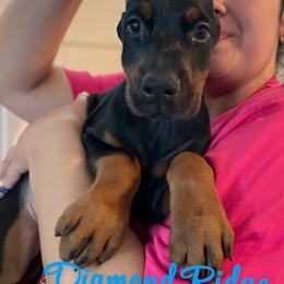 Blue collared boy - Black and rust male Doberman Pinscher puppy in Winamac, Indiana from DIAMOND RIDGE DOBERMANS