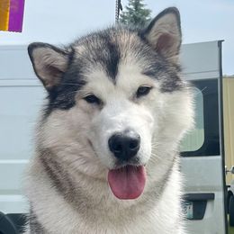 Flora - Alaskan Malamute