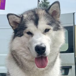 Flora - Alaskan Malamute