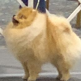 Freddie - Pomeranian