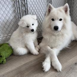 Samoyed Puppies from Southern Roux Samoyeds