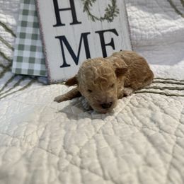 Poodle Puppies from Moore Poodles