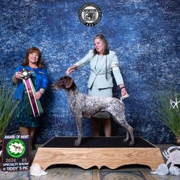 German Shorthaired Pointer All Grown Up from Halestorm Kennel