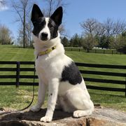 Canaan Dogs from Revelation Knaani Canaan Dogs