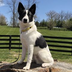 Canaan Dogs from Revelation Knaani Canaan Dogs