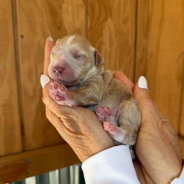 Amelia - Brown and white female Bernedoodle puppy in Yuba City, California from Ranch House Doodles