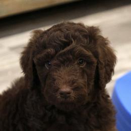 Hershey - Brown merle male Aussiedoodle puppy in Vallejo, California from Well Rooted Doodles