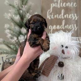 Sparkle - Black and tan female Yorkipoo puppy in Coshocton, Ohio from Forever Family Puppies