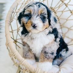 Hazel - female Australian Mountain Doodle puppy in Spanish Fork, Utah from K Brand Doodles