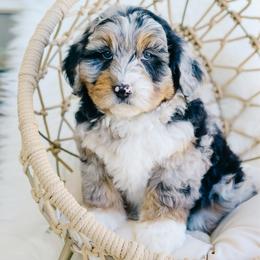 Hazel - female Australian Mountain Doodle puppy in Spanish Fork, Utah from K Brand Doodles