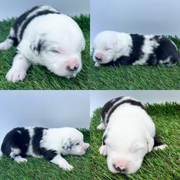 Blue Merle male - Blue merle male Miniature Australian Shepherd puppy in Brooker, Florida from Honey, I Shrunk the Aussies