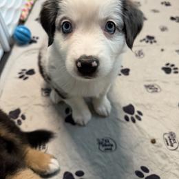 Bubbles - Blue merle female Miniature Australian Shepherd puppy in Bohemia, New York from Wiggle Bum Ranch