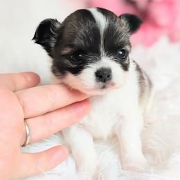 Sunny - Fawn and white female Chihuahua puppy in Wayland, Michigan from MI Chihuahua
