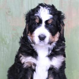 Bernedoodle Puppies from Richardville Hunde