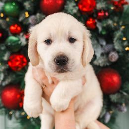 Sam green collar - Light golden male Golden Retriever puppy in Oregon from A Goldens First Love