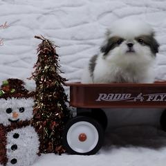 Rotini - Sable and white female Japanese Chin puppy in Johnson City, Tennessee from Erin & Friends Japanese Chin