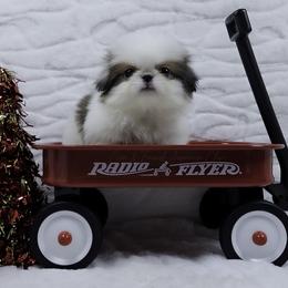 Rotini - Sable and white female Japanese Chin puppy in Johnson City, Tennessee from Erin & Friends Japanese Chin
