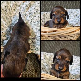 Red - Red female Dachshund puppy in Panama City Fl, Florida from Southern Bliss Doxies
