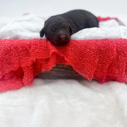 Honey - Chocolate female Goldendoodle puppy in North Carolina from Tuxedo Mountain Doodles