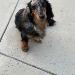 Pumpkin - Dachshund