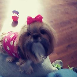 Shih Tzu All Grown Up from Tennessee's Treasured Shih Tzus