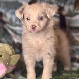 Capri - Red merle female Miniature Australian Shepherd puppy in California from Eagle River Aussies