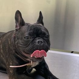 French Bulldogs from Frenchielove