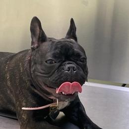 French Bulldogs from Frenchielove