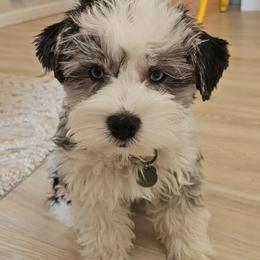 Aussiedoodles, Bernedoodles, Cockapoos, and Schnoodles from Perry's doodles