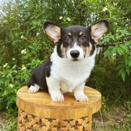 Amber - Black and white female American Corgi puppy in Inverness, Florida from Canaan Farm Corgis