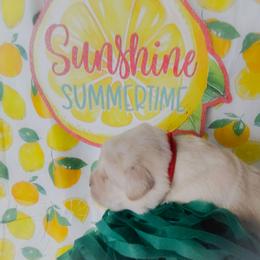 Red collar - Yellow female Labrador Retriever puppy in Holyoke, Massachusetts from Urban Oak Labradors LLC