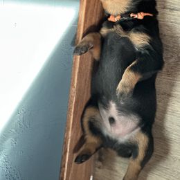 Rottweiler Puppies from Khaotic Rottweilers