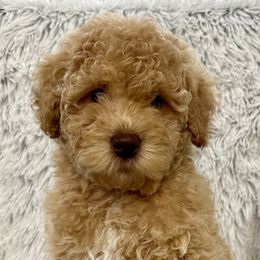 Boy 3 - Caramel Australian Labradoodle puppy in Peoria, Arizona from Kalolabradoodles